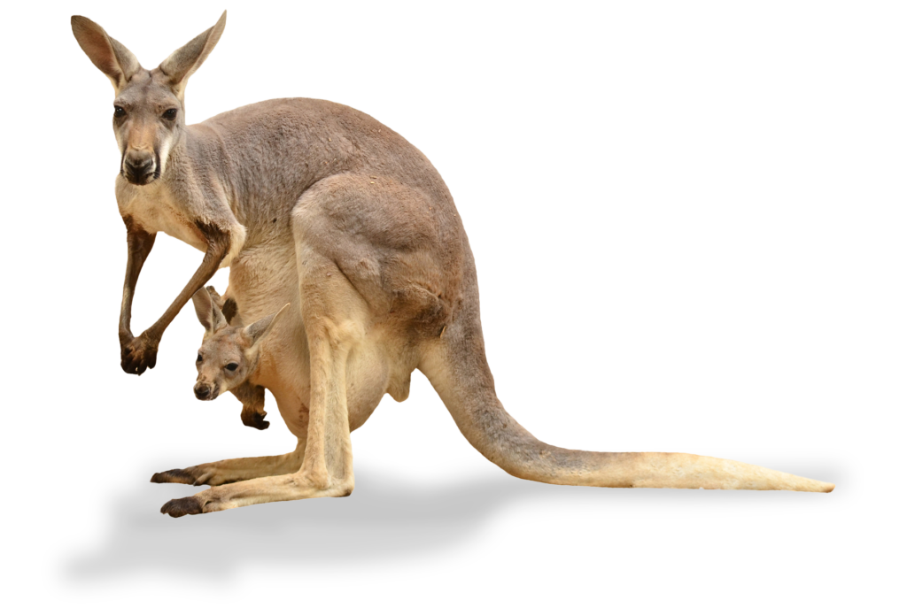 Kangaroo with a roo in pouch