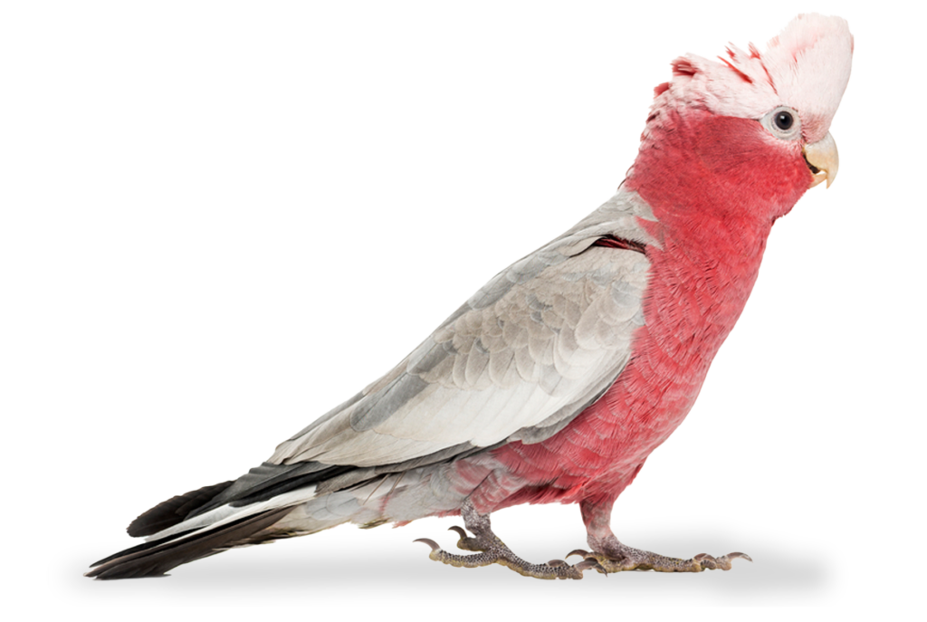 A pink galah